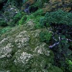 aerial view over a dense rainforest canopy