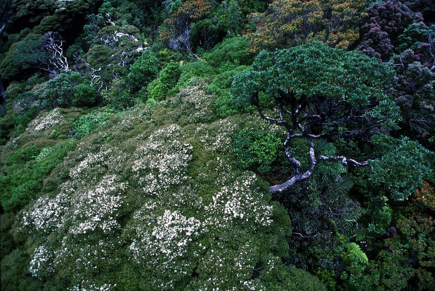 aerial view over a dense rainforest canopy